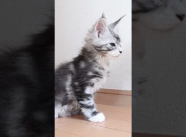 生後63日メインクーンシルバーのドンチッチ君