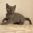 セルカークレックス子猫　Selkirk Rex　2025.12.4産まれ　ブルー　巻き毛　女の子　シーダキャット猫のお店