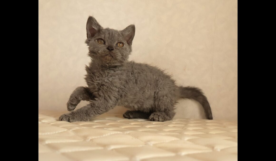 セルカークレックス子猫　Selkirk Rex　2025.12.4産まれ　ブルー　巻き毛　女の子　シーダキャット猫のお店