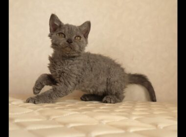 セルカークレックス子猫　Selkirk Rex　2025.12.4産まれ　ブルー　巻き毛　女の子　シーダキャット猫のお店
