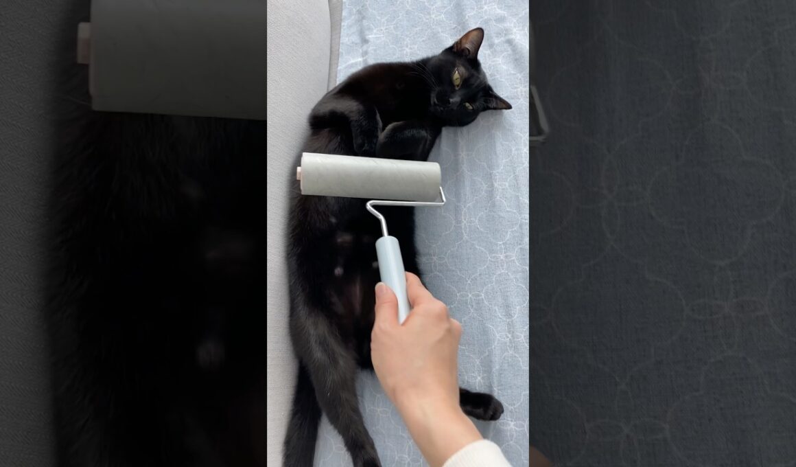 コロコロ黒猫ボンベイ　#cat #ねこ #ねこのいる暮らし #ねこのいる生活 #ねこ動画 #猫 #猫好きさんと繋がりたい #かわいい #癒やし #甘えん坊