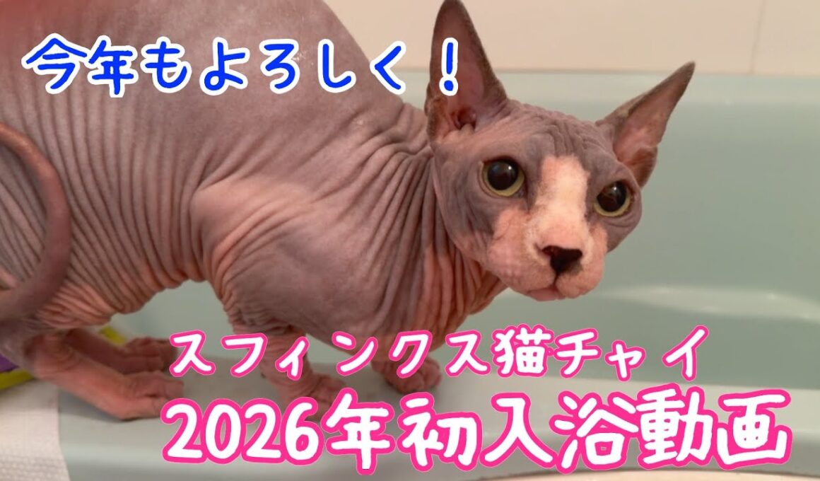 スフィンクス猫チャイと風呂キャン界隈の主今年初めてのお風呂動画😆