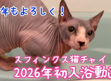 スフィンクス猫チャイと風呂キャン界隈の主今年初めてのお風呂動画😆