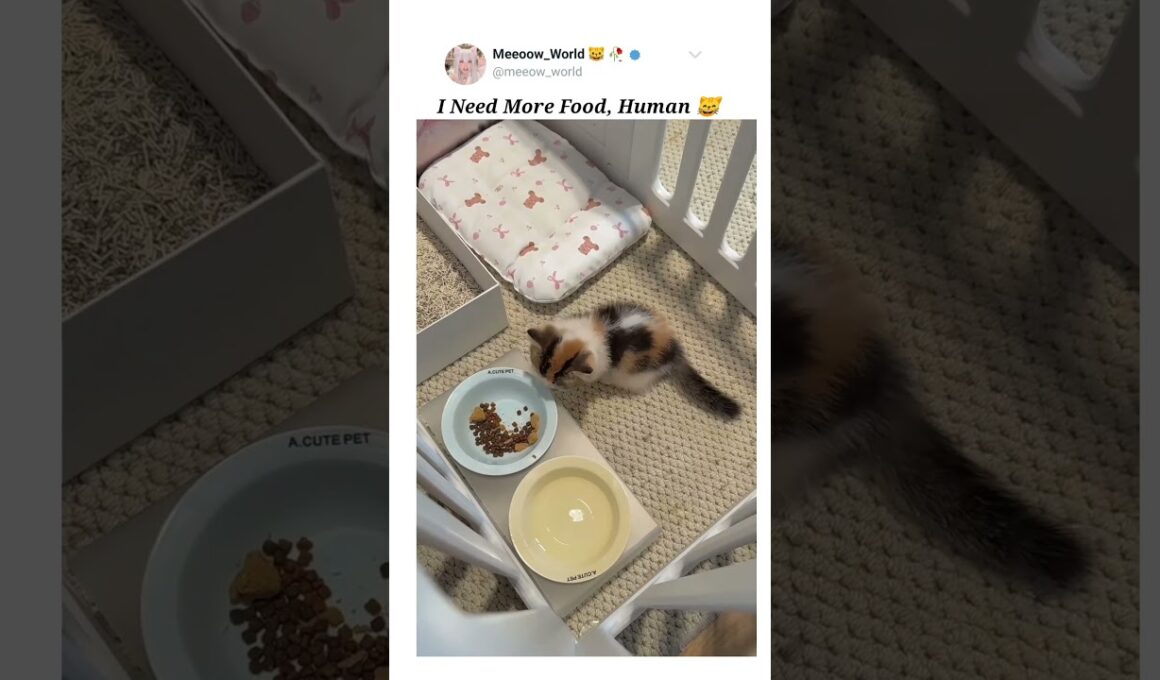 I need more 😹  #kitten #cat #cutecats #pets #catmeow #cute #catvideos #cuteanimals #funny #cutepets