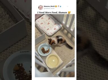 I need more 😹  #kitten #cat #cutecats #pets #catmeow #cute #catvideos #cuteanimals #funny #cutepets