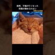 子猫が突然亡くなった。親猫はあきらめきれない！#保護猫 #泣ける話