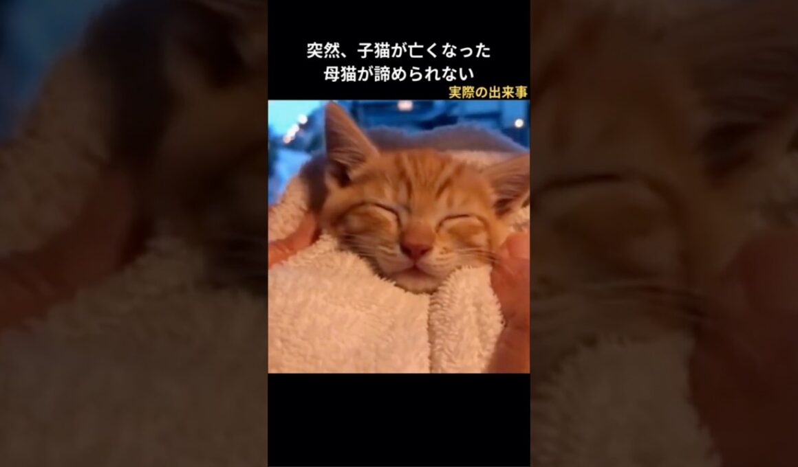子猫が突然亡くなった。親猫はあきらめきれない！#保護猫 #泣ける話