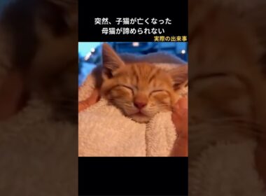 子猫が突然亡くなった。親猫はあきらめきれない！#保護猫 #泣ける話