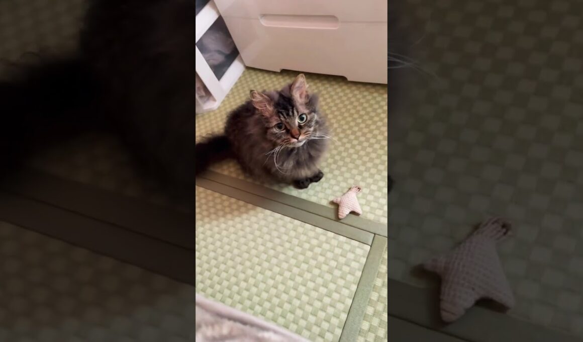 【癒し】おもちゃ持ってきたよ🐾#猫 #ねこのいる生活 #スクーカム #cat