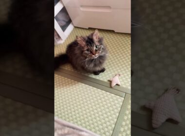 【癒し】おもちゃ持ってきたよ🐾#猫 #ねこのいる生活 #スクーカム #cat