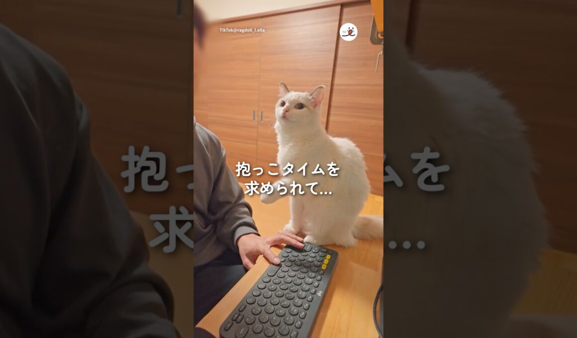 抱っこタイムを求められて…｜PECO