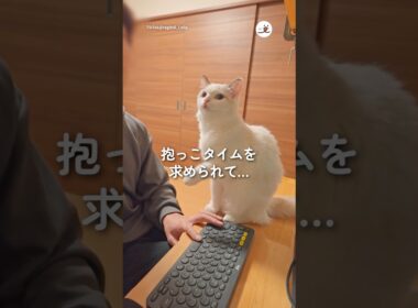 抱っこタイムを求められて…｜PECO