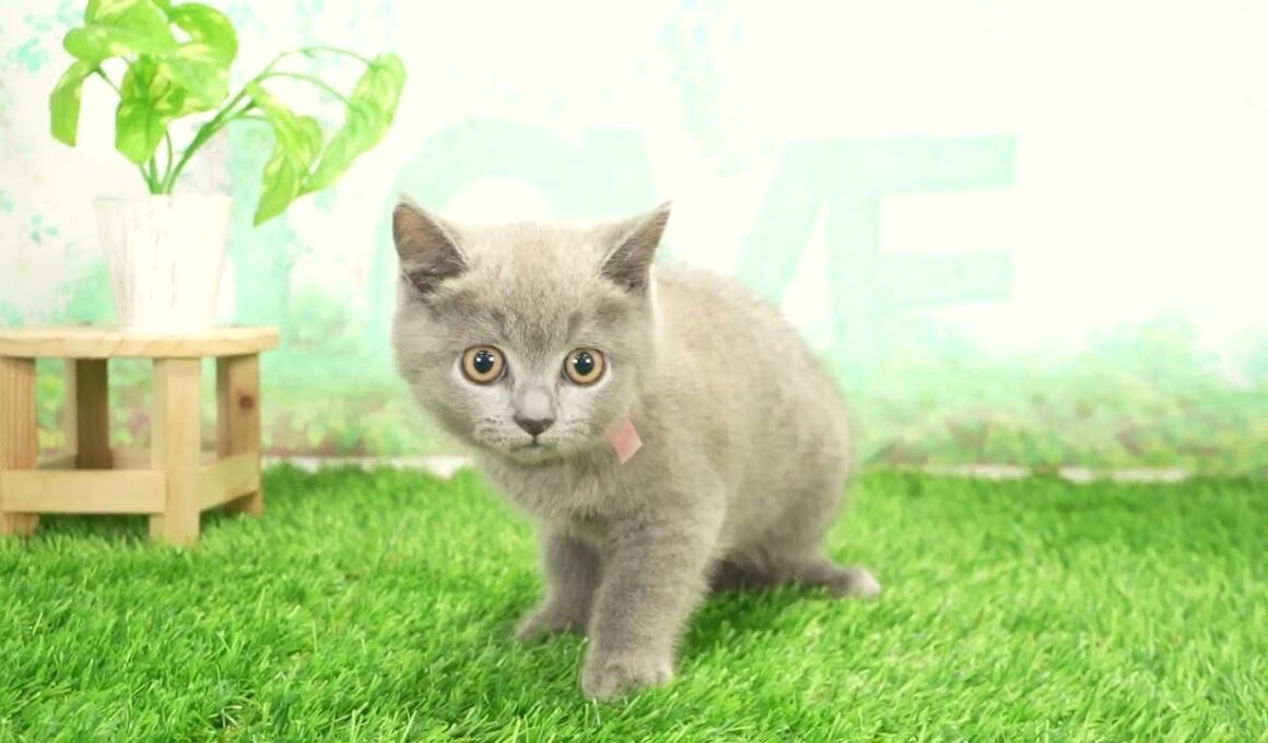 ペットショップcoo&riku No.00703738 ブリティッシュショートヘアー