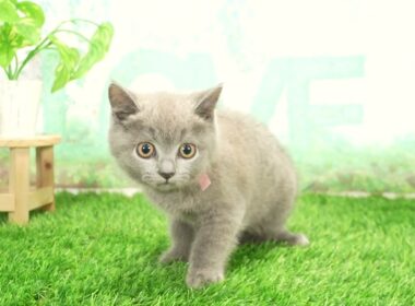 ペットショップcoo&riku No.00703738 ブリティッシュショートヘアー