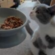 子猫の爆食いが止まらない