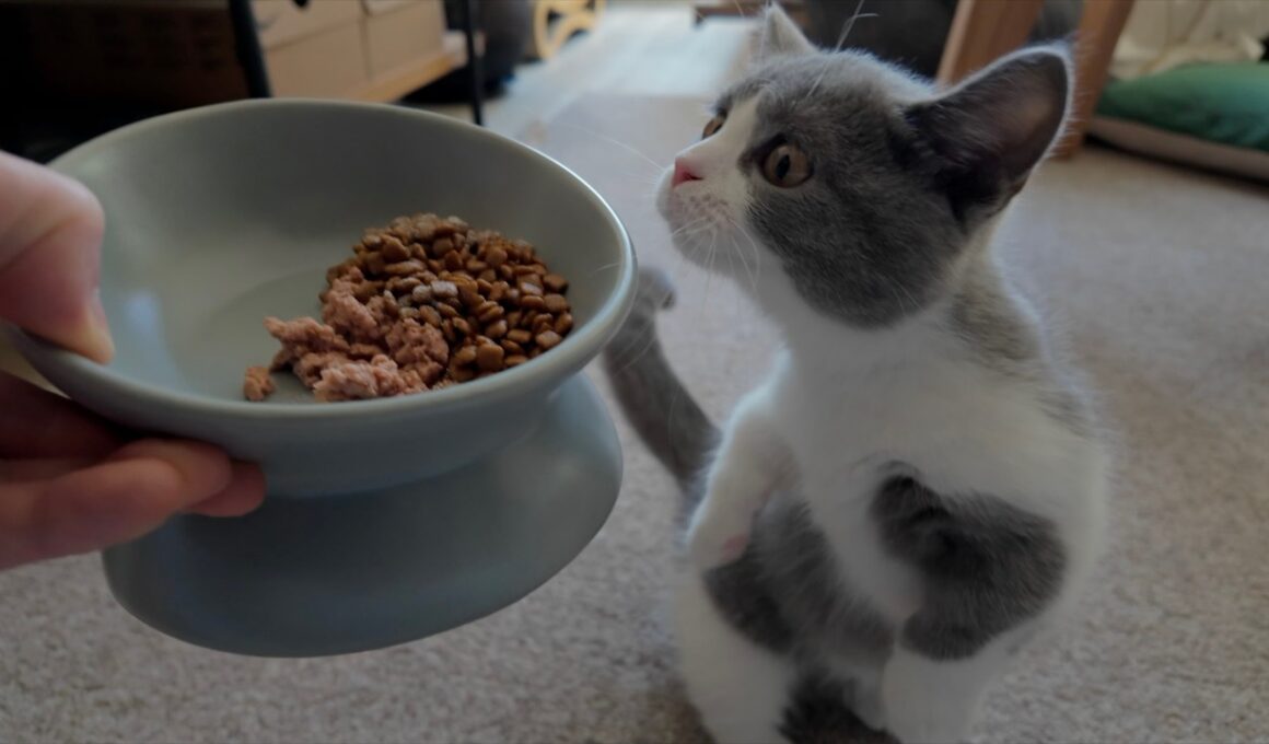子猫の爆食いが止まらない