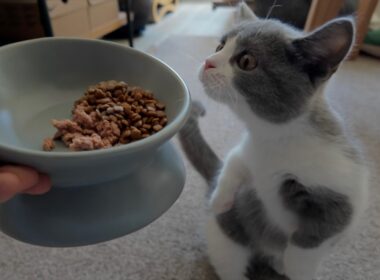 子猫の爆食いが止まらない