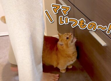 毎朝必ず行うルーティンを求めてくる愛猫が可愛すぎました！