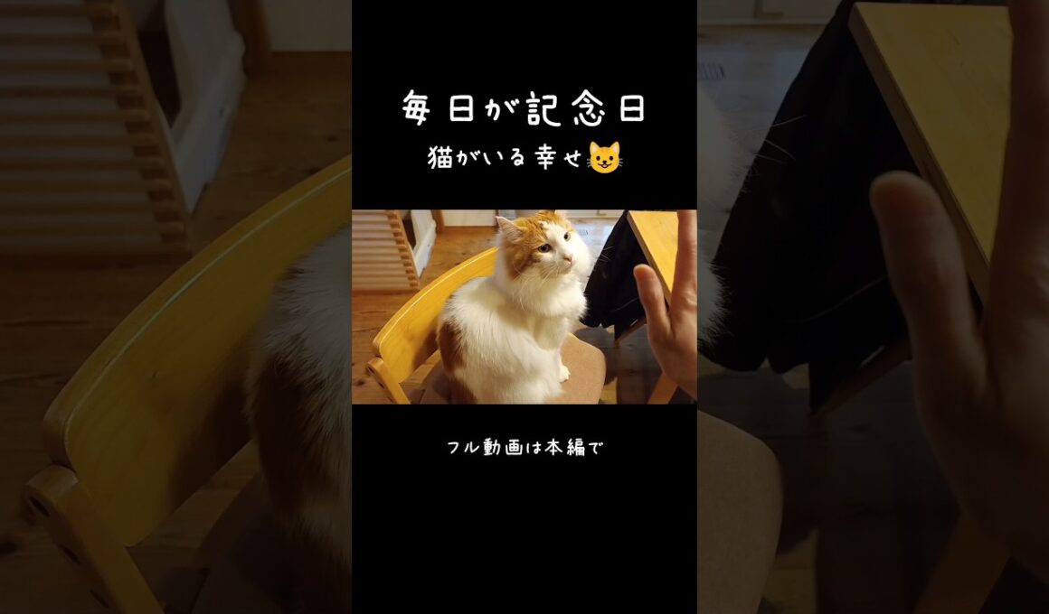 これだから猫ってやつは！ #メインクーン #ノルウェージャンフォレストキャット #サイベリアン #大型猫 #猫のいる暮らし #shorts #cat #mainecoon #catshorts​