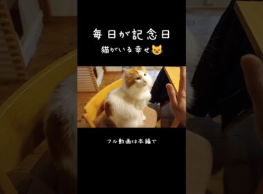 これだから猫ってやつは！ #メインクーン #ノルウェージャンフォレストキャット #サイベリアン #大型猫 #猫のいる暮らし #shorts #cat #mainecoon #catshorts​