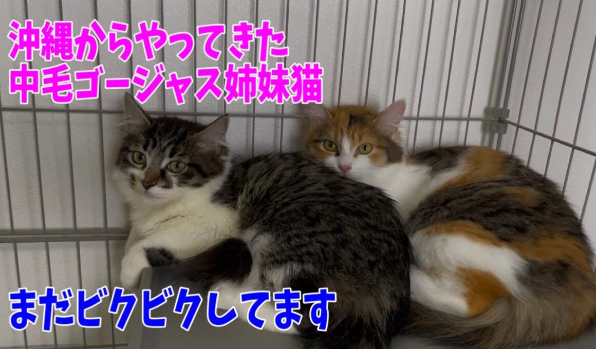 【沖縄っ子】中毛のゴージャス姉妹猫です