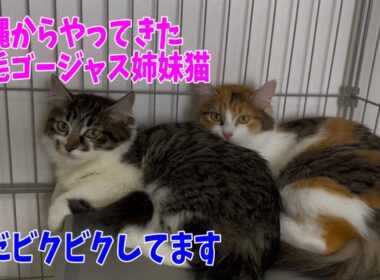 【沖縄っ子】中毛のゴージャス姉妹猫です