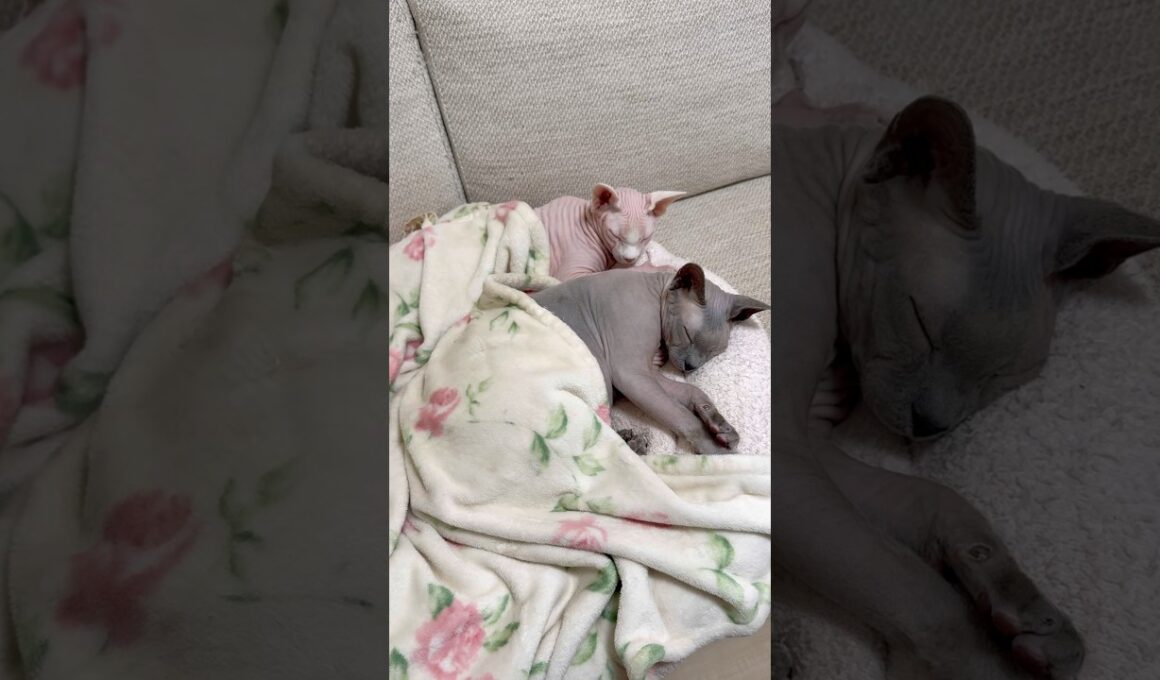 同じ格好をして仲良く眠る猫たち【スフィンクス】