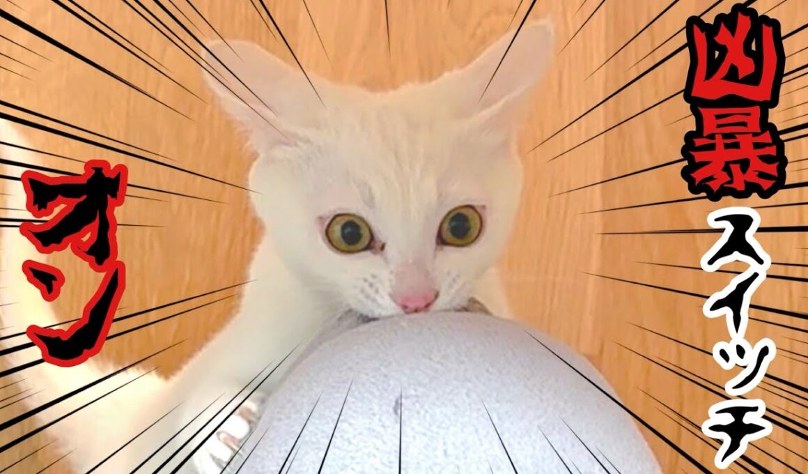 【豹変】さっきまで天使の子猫､突然‼︎ 悪魔に変身😱💦