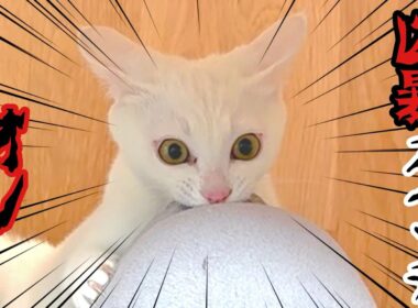 【豹変】さっきまで天使の子猫､突然‼︎ 悪魔に変身😱💦