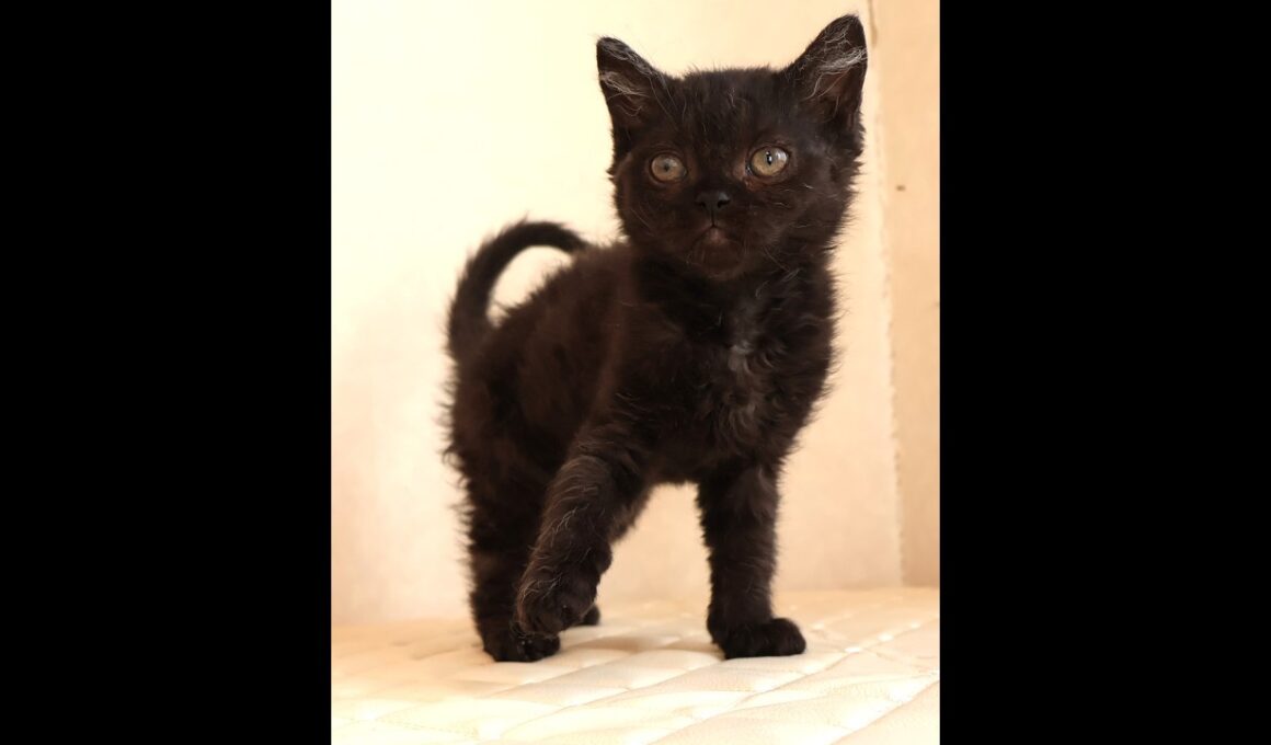 セルカークレックス子猫　Selkirk Rex　2025.12.4産まれ　　ブラック　黒猫　巻き毛　男の子　シーダキャット猫のお店