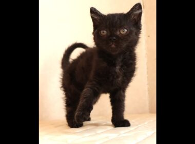 セルカークレックス子猫　Selkirk Rex　2025.12.4産まれ　　ブラック　黒猫　巻き毛　男の子　シーダキャット猫のお店