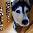 深夜にくんくんハスキー犬が騒いでるのでついて行くと子猫が...