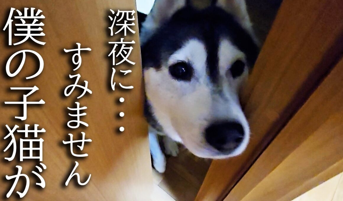 深夜にくんくんハスキー犬が騒いでるのでついて行くと子猫が...