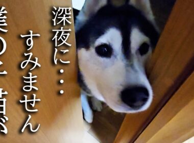 深夜にくんくんハスキー犬が騒いでるのでついて行くと子猫が...