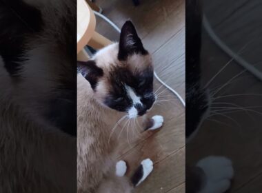 15時前のシャム猫さん🐾#猫 #ねこ #cat #Shorts