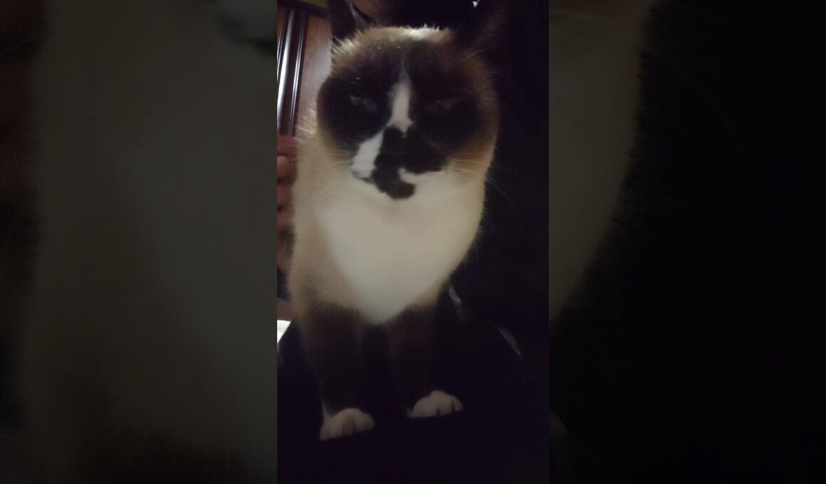 夕方のシャム猫さん🐾#猫 #ねこ #cat #Shorts