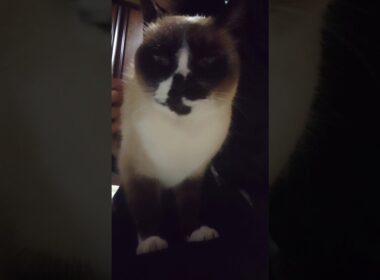 夕方のシャム猫さん🐾#猫 #ねこ #cat #Shorts