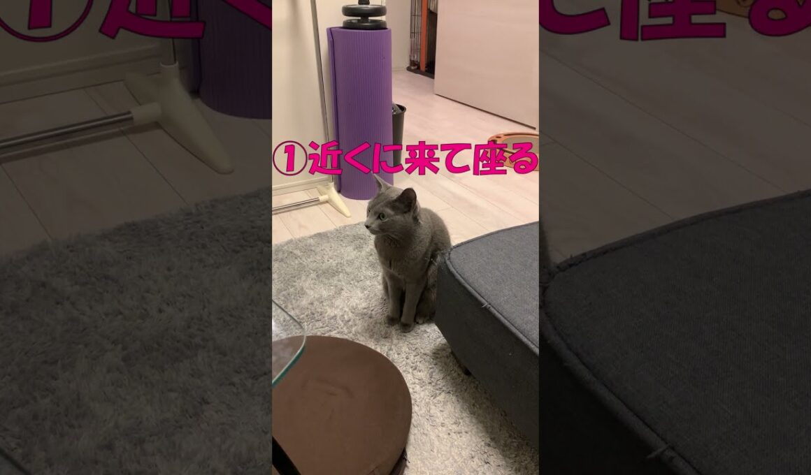 猫の甘えたいサイン３つ【ロシアンブルー】 #Shorts