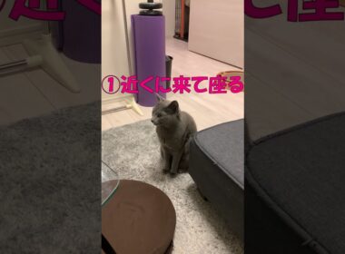 猫の甘えたいサイン３つ【ロシアンブルー】 #Shorts