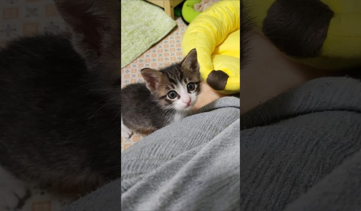 すごいぞ！子猫の大ジャンプ😺 #kitten #子ネコ #cat #cute #子猫 #ねこ #好きな子猫 #猫のいる暮らし #保護猫 #猫好きさんと繋がりたい