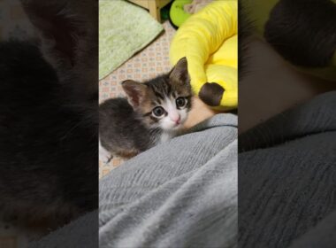 すごいぞ！子猫の大ジャンプ😺 #kitten #子ネコ #cat #cute #子猫 #ねこ #好きな子猫 #猫のいる暮らし #保護猫 #猫好きさんと繋がりたい