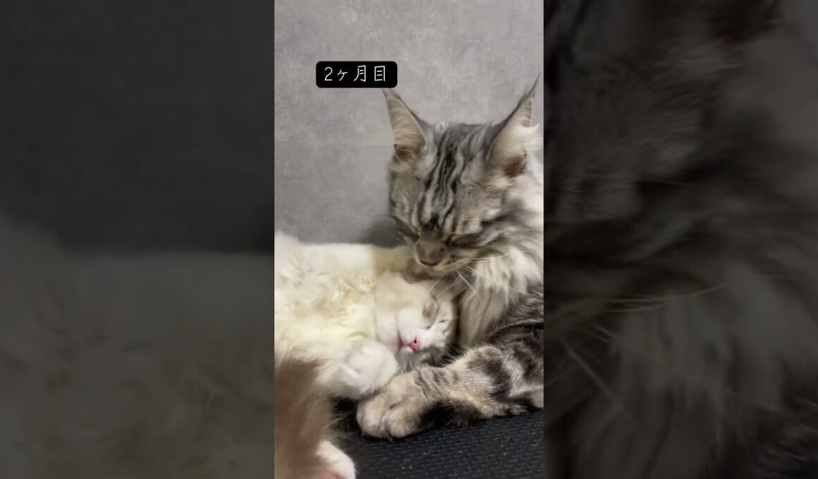 一緒に過ごし始めて1年 #メインクーン #ラグドール #mainecoon