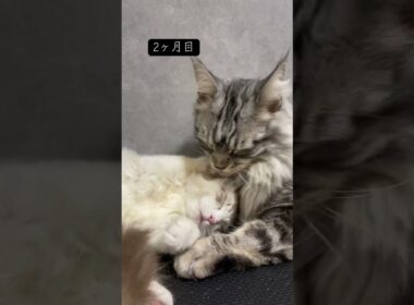 一緒に過ごし始めて1年 #メインクーン #ラグドール #mainecoon