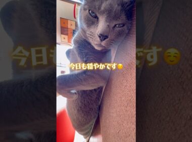 【ロシアンブルー】今日もころころ転がるめろんです🤭【猫】#shorts