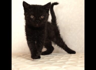 セルカークレックス子猫　Selkirk Rex　2025.12.4産まれ　　ブラック　黒猫　巻き毛　男の子　シーダキャット猫のお店