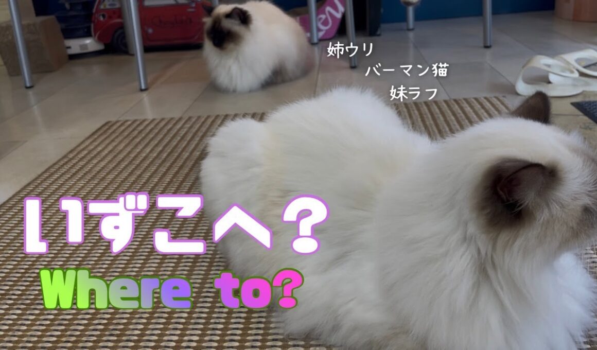 バーマン猫ラフとウリ【いずこへ？】Where to?（バーマン猫）Birman/Cat