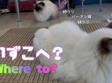 バーマン猫ラフとウリ【いずこへ？】Where to?（バーマン猫）Birman/Cat