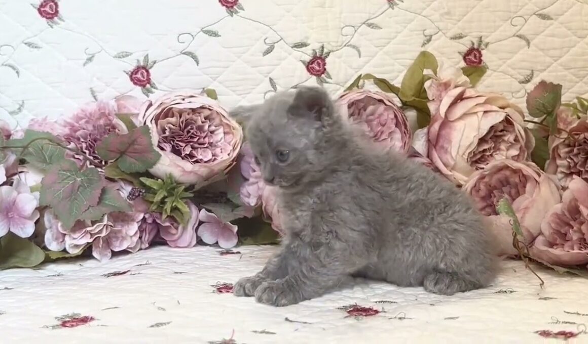 セルカークレックス ウェービーコート☆淡いブルーが綺麗個性派三男くん　ブルー ソリッド（ロング）