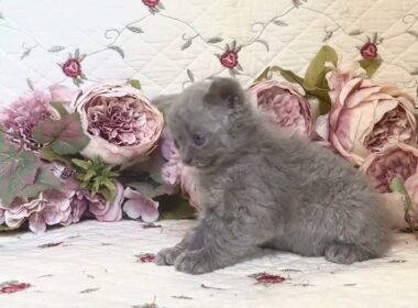 セルカークレックス ウェービーコート☆淡いブルーが綺麗個性派三男くん　ブルー ソリッド（ロング）