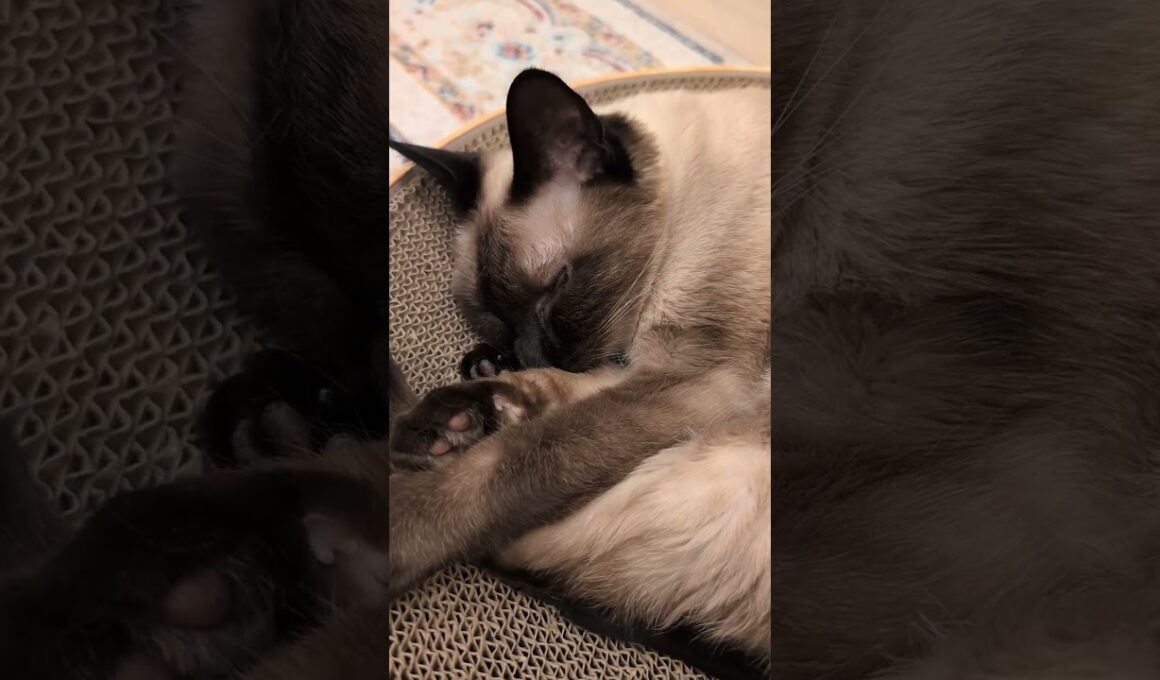 スースー寝るシャム猫🐱 - Cats Sleeping - #shorts #cat